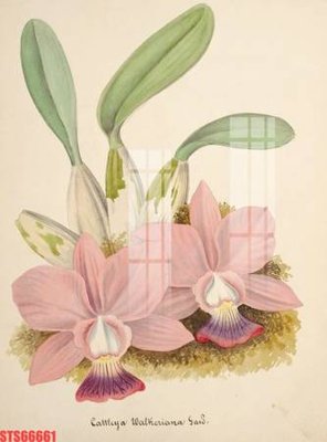 Cung cấp file tranh gốc Tranh sơn dầu phương tây tổng hợp STS66661 độc quyền