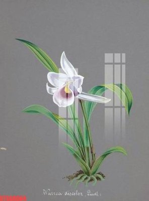 Hình ảnh file gốc Tranh sơn dầu phương tây tổng hợp STS66664 cho in UV