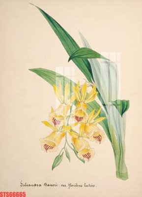 File tranh Tranh sơn dầu phương tây tổng hợp STS66665 (bản gốc) treo phòng ăn