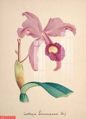 File tranh in trần Tranh sơn dầu phương tây tổng hợp STS66666 (ảnh gốc siêu nét)