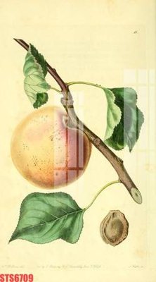 File ảnh Tranh sơn dầu phương tây tổng hợp STS6709 (gốc) in biển hiệu