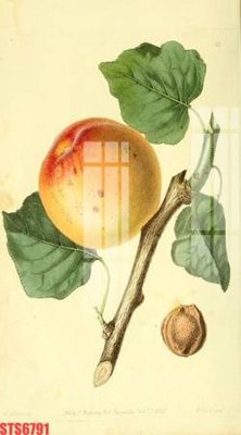 File in ấn Tranh sơn dầu phương tây tổng hợp STS6791 (bản gốc) sắc nét