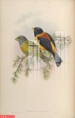 Download file tranh Tranh sơn dầu phương tây tổng hợp STS70604 (file gốc PSD)