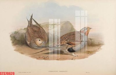 Ảnh gốc Tranh sơn dầu phương tây tổng hợp STS70629 (độ nét cao) in mica