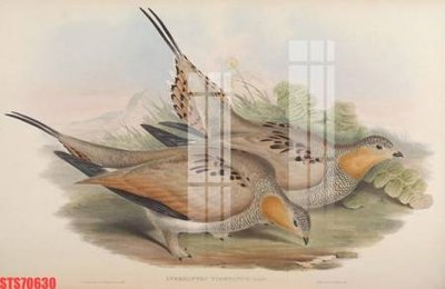 File gốc Tranh sơn dầu phương tây tổng hợp STS70630 (PNG) trong suốt (transparent)