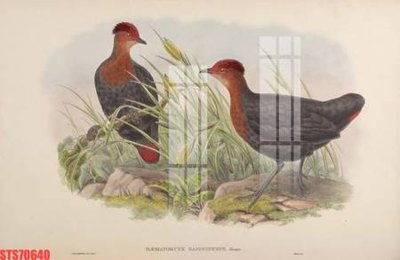 File gốc in ấn Tranh sơn dầu phương tây tổng hợp STS70640 độ phân giải cao