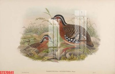 Tải về file tranh gốc Tranh sơn dầu phương tây tổng hợp STS70641 (để in quảng cáo)