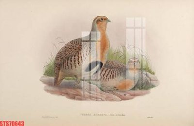 File tranh gốc Tranh sơn dầu phương tây tổng hợp STS70643 (bản quyền) file PSD