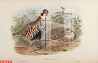 File gốc Tranh sơn dầu phương tây tổng hợp STS70644 (chuẩn màu) cho in offset