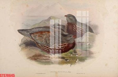 File gốc Tranh sơn dầu phương tây tổng hợp STS70645 cho in ấn và thiết kế