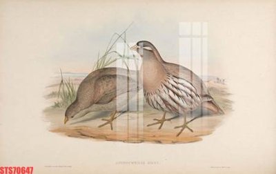 File ảnh Tranh sơn dầu phương tây tổng hợp STS70647 (gốc) dùng in Pano