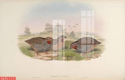 File gốc Tranh sơn dầu phương tây tổng hợp STS70650 (in mica) trang trí