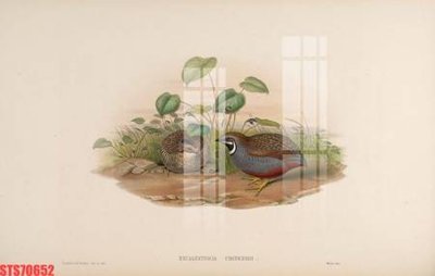 File PSD in ấn Tranh sơn dầu phương tây tổng hợp STS70652 (chất lượng cao)