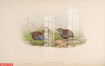 File gốc Tranh sơn dầu phương tây tổng hợp STS70653 (trang trí) phòng ngủ