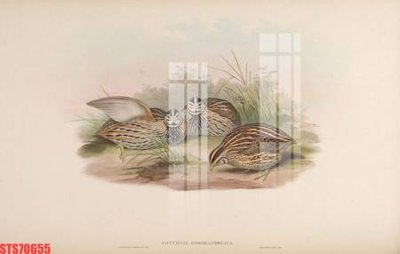 Hình ảnh file gốc in lụa Tranh sơn dầu phương tây tổng hợp STS70655