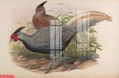 File in ấn Tranh sơn dầu phương tây tổng hợp STS70661 (bản gốc) từ file gốc