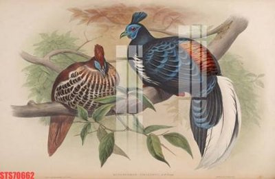 File in ấn Tranh sơn dầu phương tây tổng hợp STS70662 (bản gốc) chất lượng cao