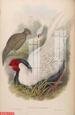 File in ấn chuyên nghiệp Tranh sơn dầu phương tây tổng hợp STS70664 (file gốc)