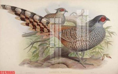 File gốc Tranh sơn dầu phương tây tổng hợp STS70665 (in lụa) họa tiết 3D