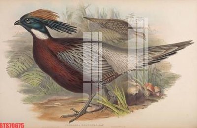 Cung cấp file tranh gốc Tranh sơn dầu phương tây tổng hợp STS70675 độc quyền