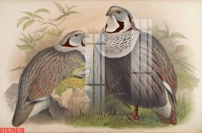 File gốc Tranh sơn dầu phương tây tổng hợp STS70678 (in tráng gương) hiện đại