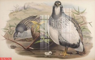 Download file Tranh sơn dầu phương tây tổng hợp STS70679 (chất lượng in ấn)