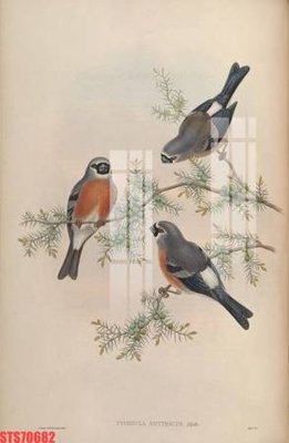 Tải file gốc Tranh sơn dầu phương tây tổng hợp STS70682 (in tráng gương) cao cấpFile gốc Tranh sơn dầu phương tây tổng hợp STS70682 (in ấn) phiên bản độc quyền