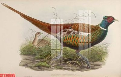 Tải file gốc Tranh sơn dầu phương tây tổng hợp STS70685 (in không vỡ ảnh)