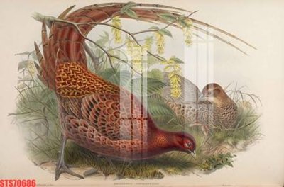 File tranh trang trí Tranh sơn dầu phương tây tổng hợp STS70686 (tải file gốc)