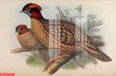 Chi tiết file ảnh Tranh sơn dầu phương tây tổng hợp STS70698 sắc nét