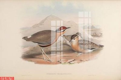 Tải file Tranh sơn dầu phương tây tổng hợp STS70718 (gốc) làm file quảng cáo