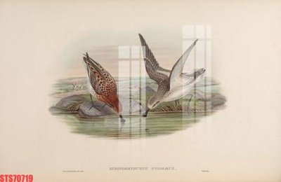 Mua file gốc Tranh sơn dầu phương tây tổng hợp STS70719 (chất lượng) tại Filetranh.com