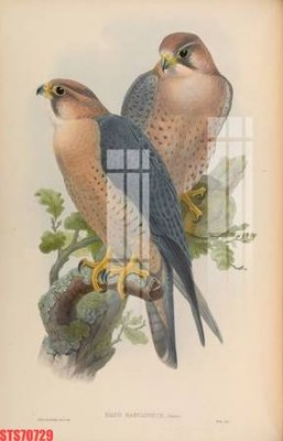 File tranh in mica Tranh sơn dầu phương tây tổng hợp STS70729 (độ phân giải cao)