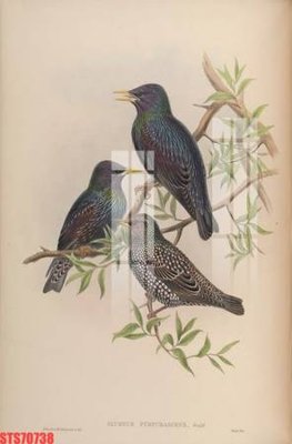 File gốc Tranh sơn dầu phương tây tổng hợp STS70738 (ảnh chi tiết) để in trần