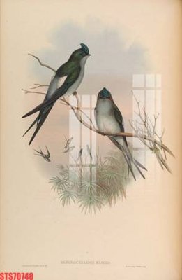 File tranh Tranh sơn dầu phương tây tổng hợp STS70748 (ảnh gốc) in trần nhà