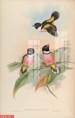 Mua file gốc Tranh sơn dầu phương tây tổng hợp STS70788 (chất lượng) tại Filetranh.com