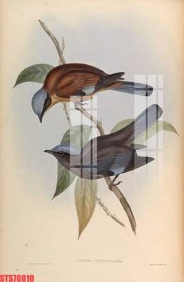 Tải file tranh gốc Tranh sơn dầu phương tây tổng hợp STS70810 chất lượng cao