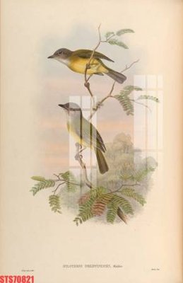 Tải file gốc Tranh sơn dầu phương tây tổng hợp STS70821 (bản PSD) còn layer