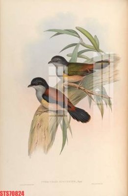 File ảnh Tranh sơn dầu phương tây tổng hợp STS70824 (gốc) in standee