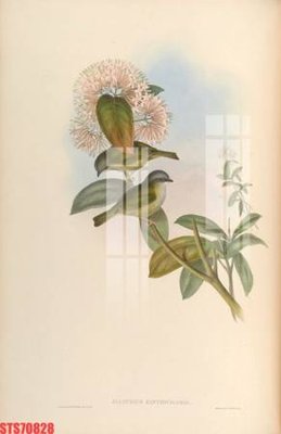 File tranh PSD Tranh sơn dầu phương tây tổng hợp STS70828 chất lượng cao