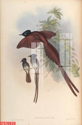 File ảnh Tranh sơn dầu phương tây tổng hợp STS70830 (gốc) in poster