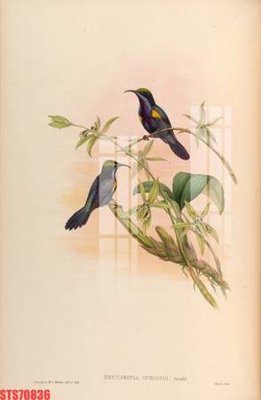 Tải file Tranh sơn dầu phương tây tổng hợp STS70836 (gốc) làm file tranh quảng cáo