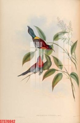 File tranh in trần 3D Tranh sơn dầu phương tây tổng hợp STS70842 (ảnh gốc)