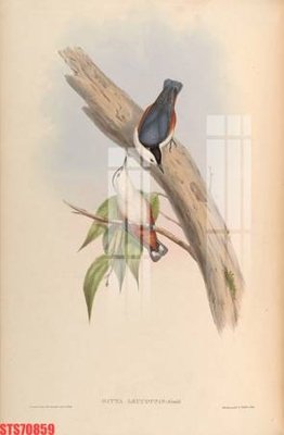 Tải file Tranh sơn dầu phương tây tổng hợp STS70859 (gốc) làm file in ấn