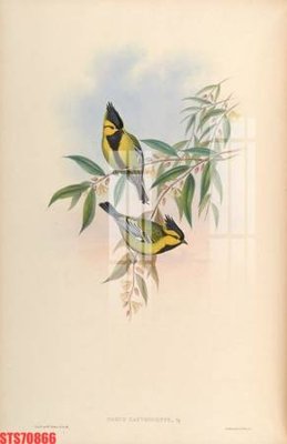 File in trần Tranh sơn dầu phương tây tổng hợp STS70866 (file gốc) xuyên sáng