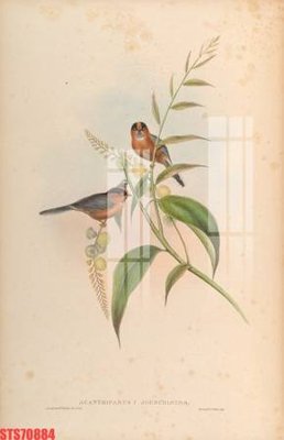 Tải file Tranh sơn dầu phương tây tổng hợp STS70884 (ảnh gốc) in tráng gương