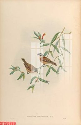 File gốc in tráng gương Tranh sơn dầu phương tây tổng hợp STS70886 chi tiết