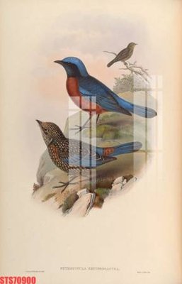 Tải về hình ảnh gốc Tranh sơn dầu phương tây tổng hợp STS70900 sắc nét