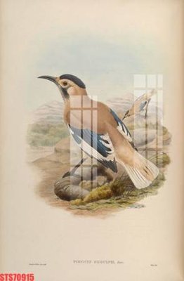 File ảnh Tranh sơn dầu phương tây tổng hợp STS70915 (gốc) in poster