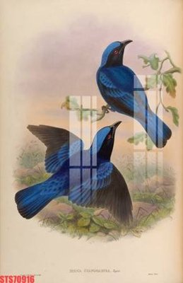 Hình ảnh file gốc Tranh sơn dầu phương tây tổng hợp STS70916 (chất lượng cao)